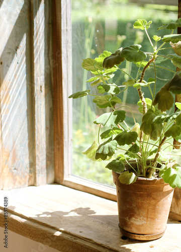 Fototapeta Naklejka Na Ścianę i Meble -  Window with pelargonium in a village house