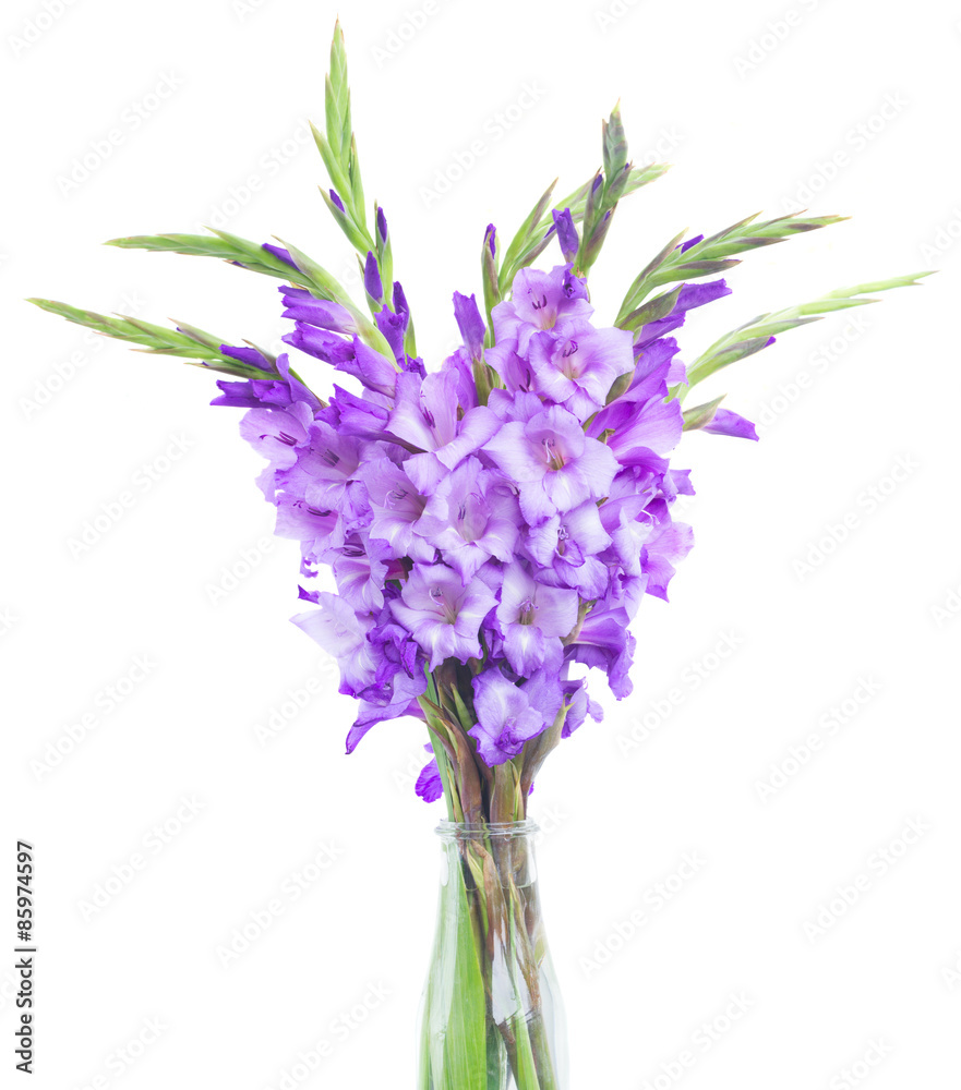 bouquet of gladiolus flowers bouquet of gladiolus flowers