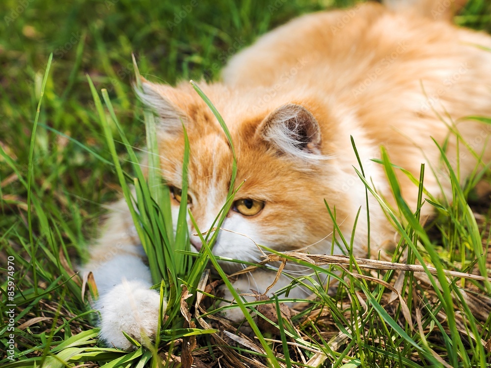 Playful red kitten in the grass