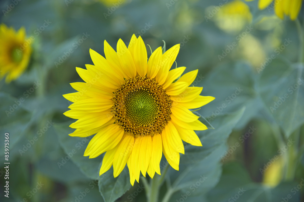 Girasole Girasole