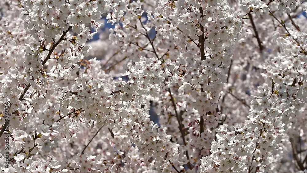 White Cherry Plum Tree Flowers Spring Blossom White Cherry Plum Tree Flowers Spring Blossom