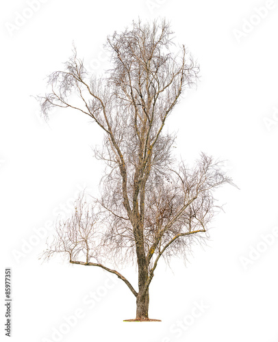 big leafless tree © Lev