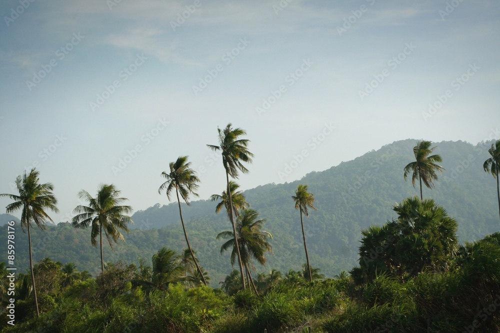 coconut palm, thailand