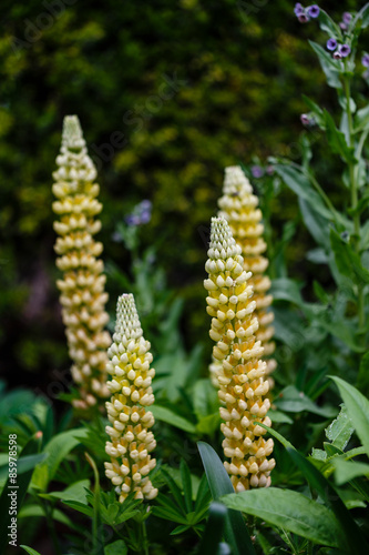 Fototapeta Naklejka Na Ścianę i Meble -  Lupinus polyphylly Gallery Yellow