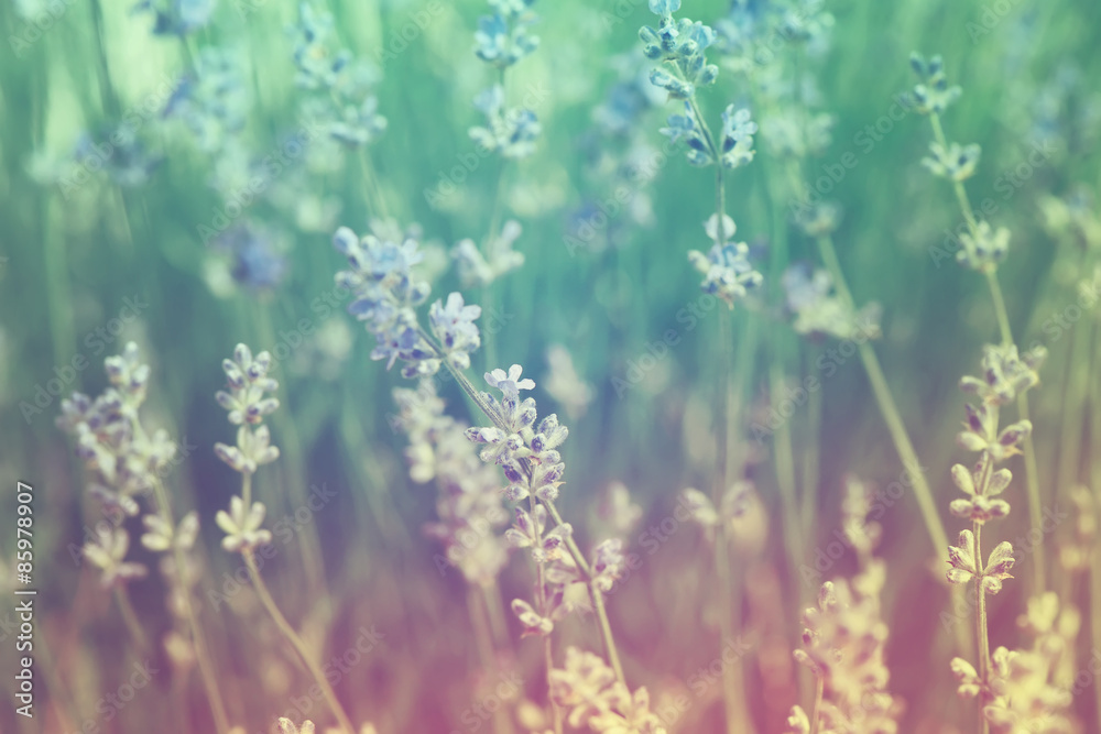 Fototapeta premium Lavender flower vintage nature background closeup.Special toned photo in retro style