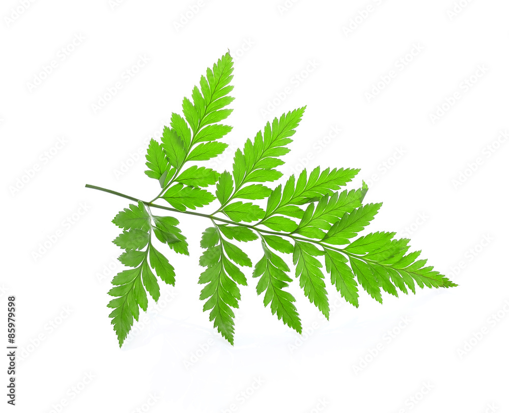 tree green leaves isolated on white background tree green leaves isolated on white background