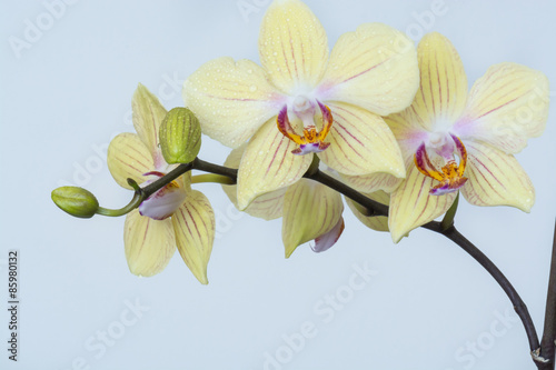 Fototapeta Naklejka Na Ścianę i Meble -  Orchideen