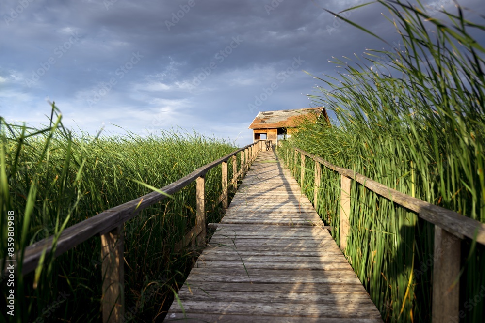 Fototapeta premium Wooden path trough the reed