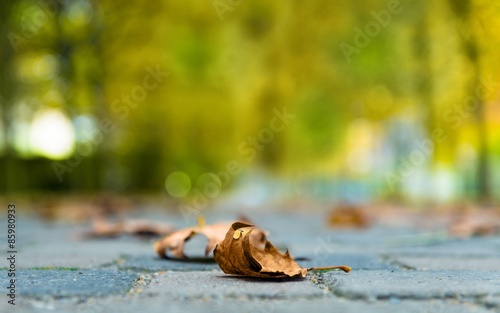 Autumnal leaf on the ground
