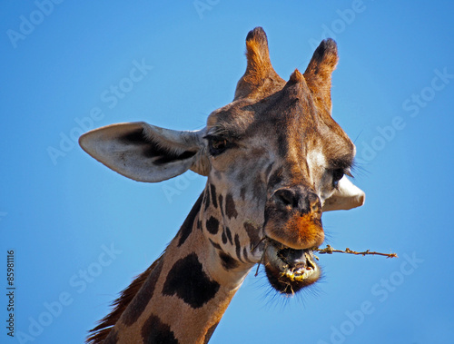 Fototapeta Naklejka Na Ścianę i Meble -  Head of giraffe (Giraffa camelopardalis) in a zoo