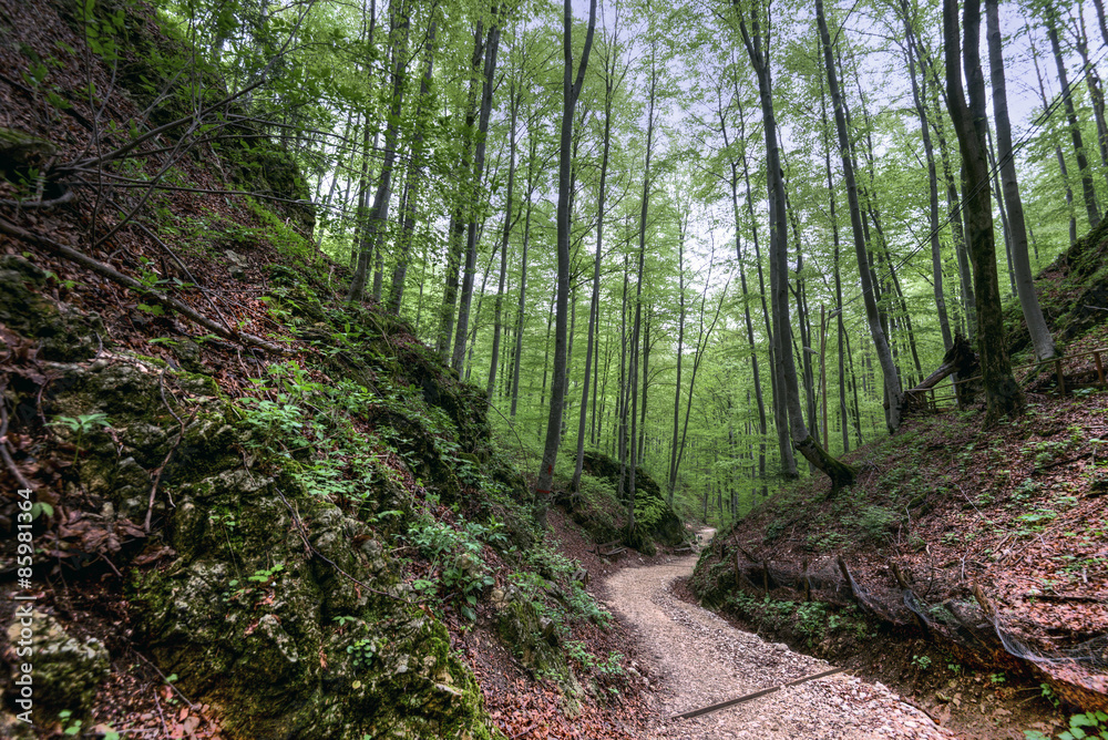 Ancient forest Ancient forest