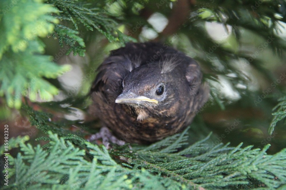 Nestling fledgling sitting in the bushes Nestling fledgling sitting in the bushes