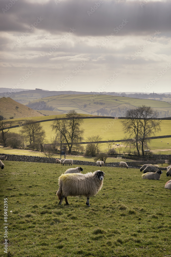 Fototapeta premium Sheep animals in farm landscape on sunny day in Peak District UK