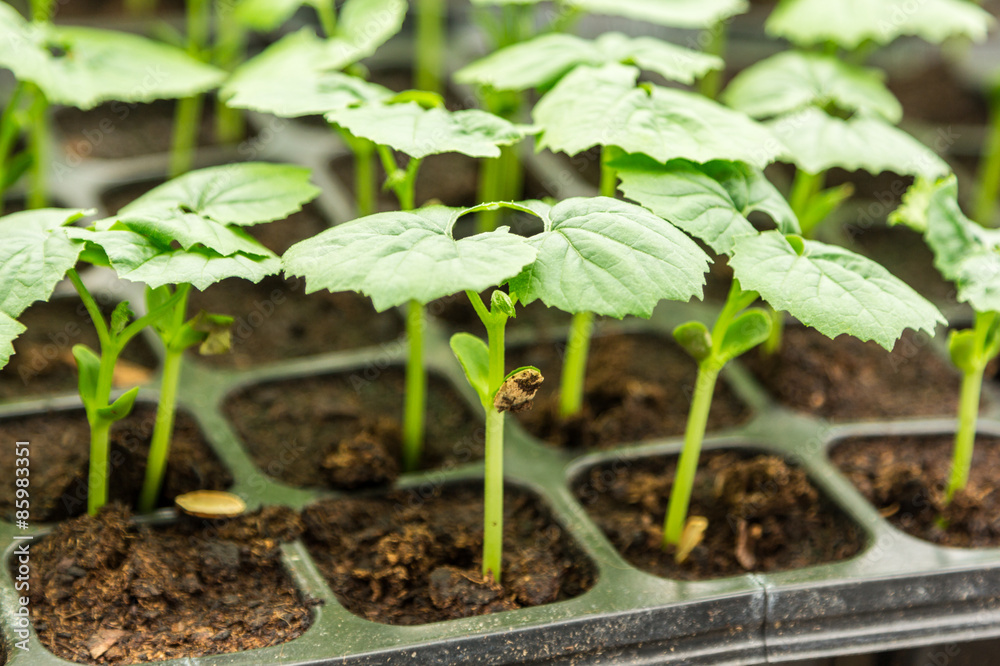 Bitter gourd seedling Bitter gourd seedling