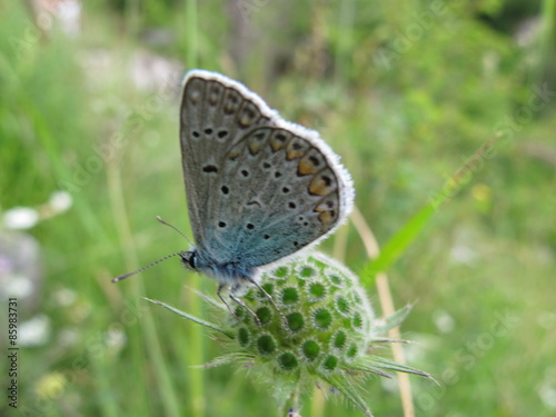 bläuling schmetterling © romy mitterlechner