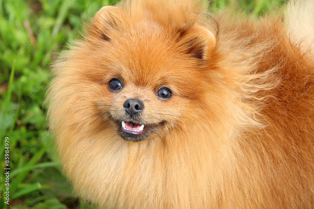 Fototapeta premium Pomeranian dog and his beautiful smile