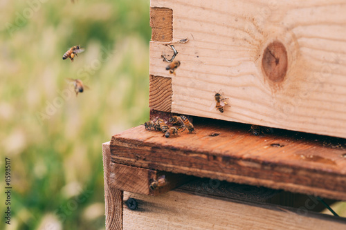 Bees and their Hive