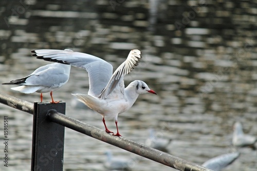 Möwe im Abflug