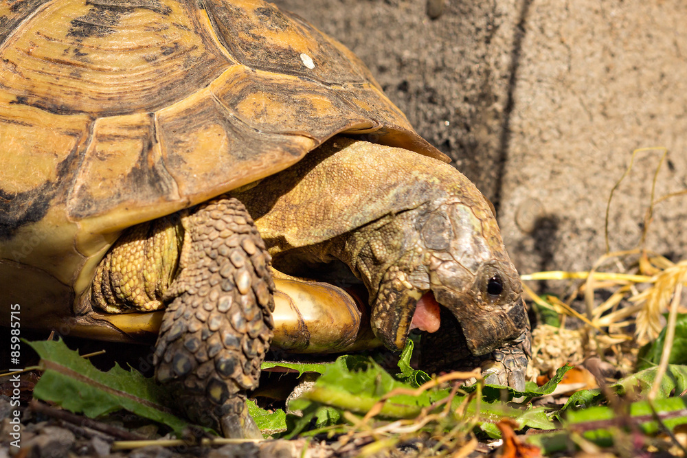Naklejka premium griechische Landschildkröte