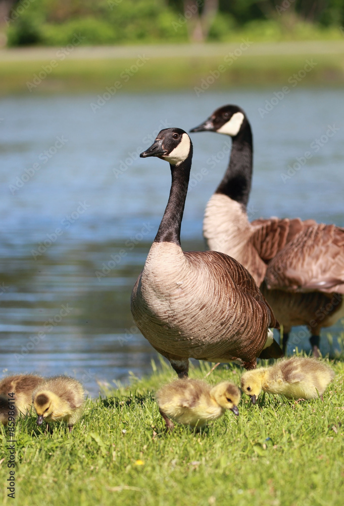 petite famille