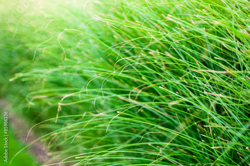 Green grass blades background