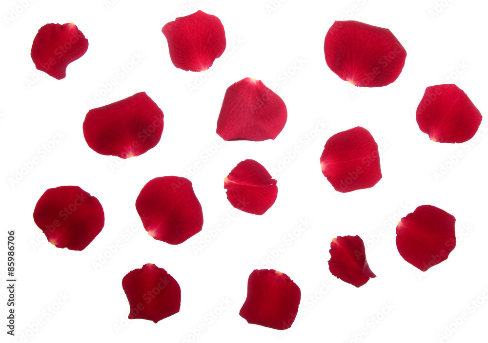 Rosenblätter Rosenblätter