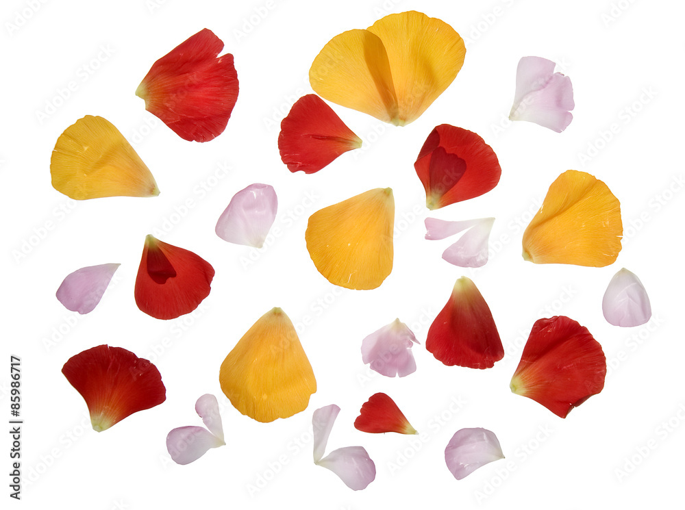 Fototapeta premium bunte Rosenblätter
