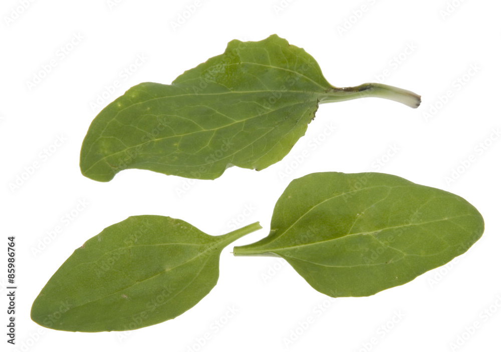 Obraz premium Sauerampfer