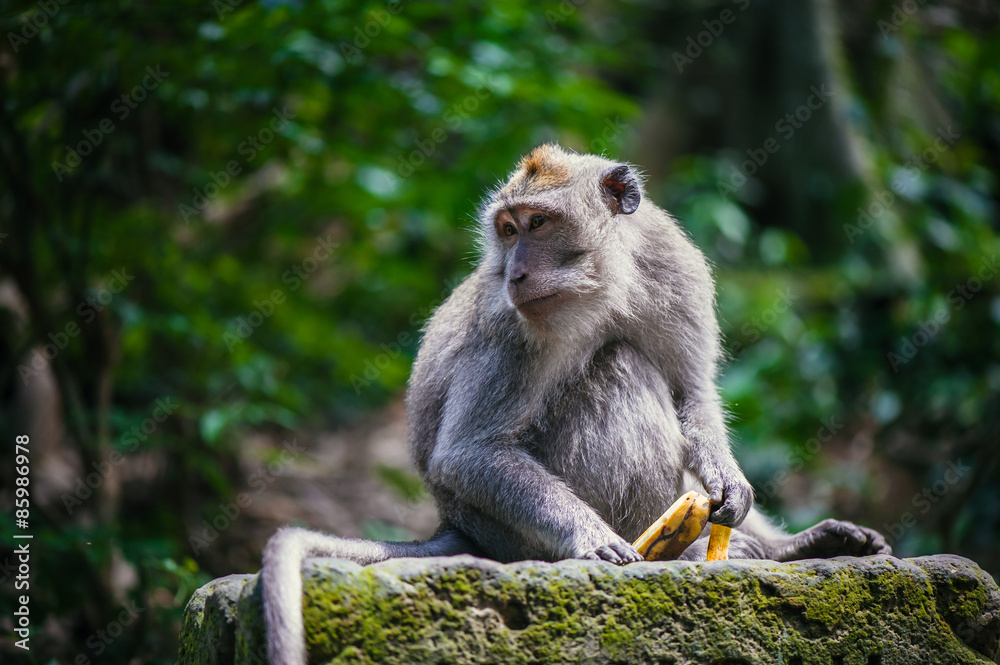 Long-tailed macaque