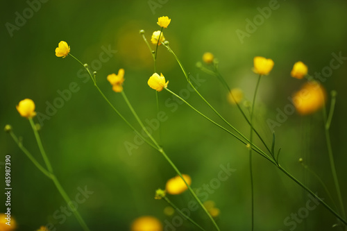 Small yellow wild flowers on long stalks