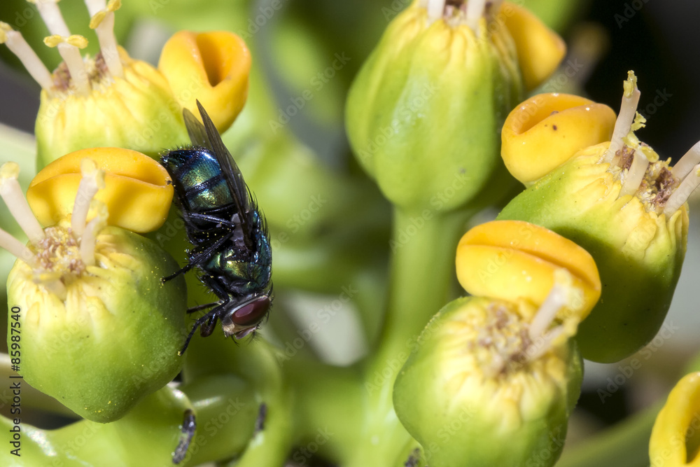Obraz premium Fly on the flower close up - Macro fly