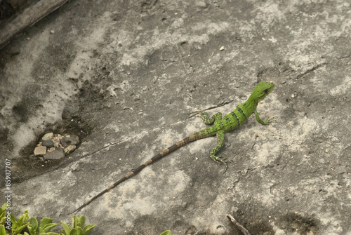 Tiny green iguana on rock