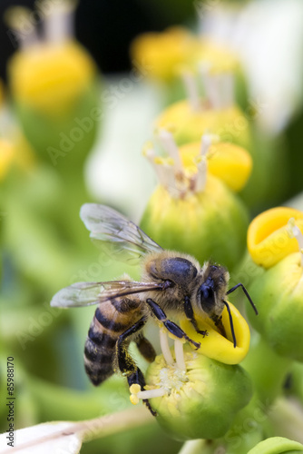 Bee on the flower close up side view - Macro bee