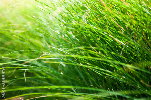 Green grass blades background