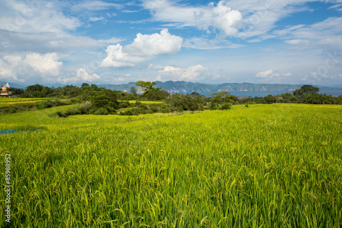 Lake Toba Reisfelder