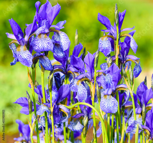 Fototapeta Naklejka Na Ścianę i Meble -  flower blue iris