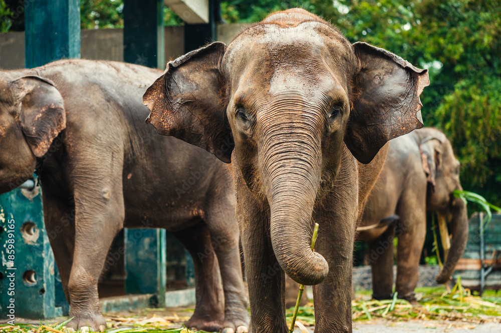 Naklejka premium Elephant in Borobudur
