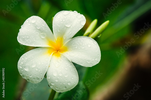 White plumeria in dew