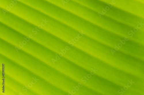 Banana Leaf-16