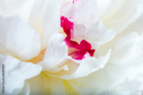 Fototapeta Naklejka Na Ścianę i Meble -  White Peony petals closeup