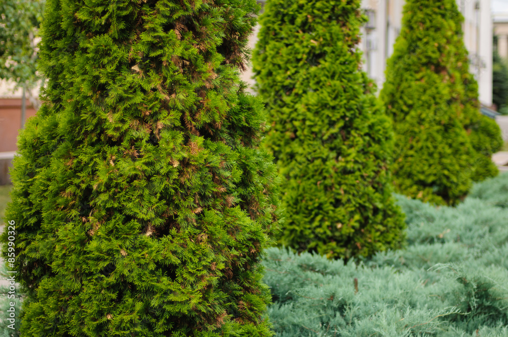 Fir trees on the street