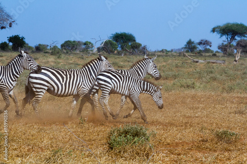 Zebras in Kenya s Tsavo Reserve