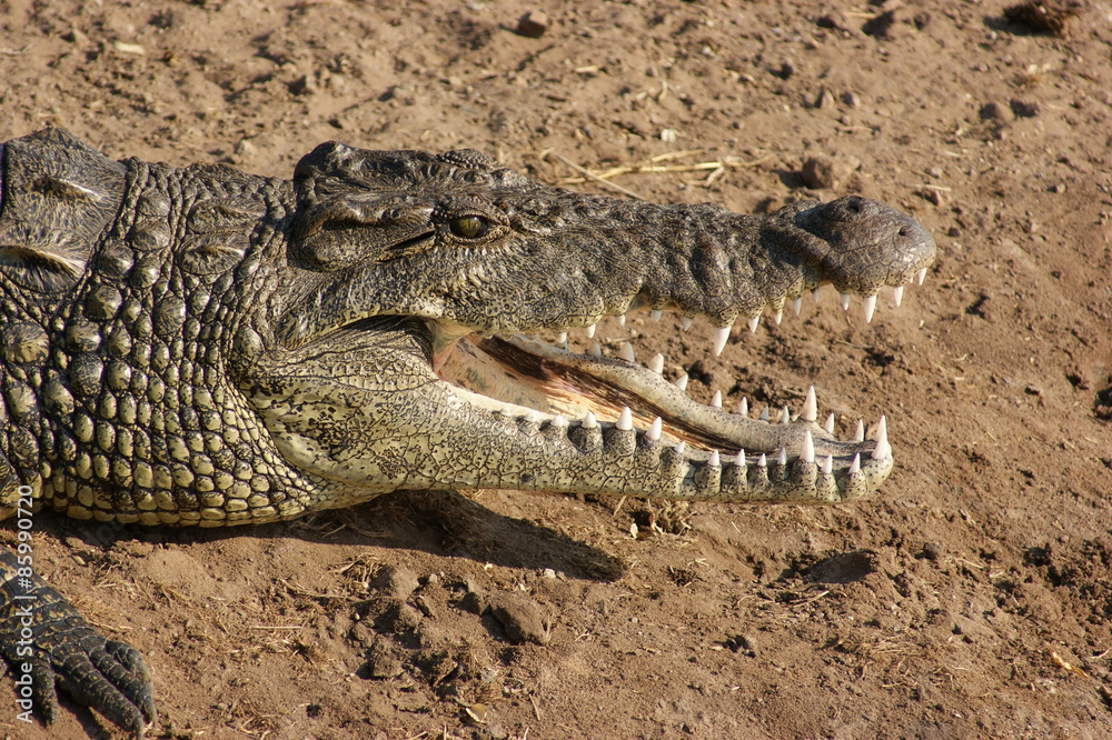 Obraz premium crocodile portrait