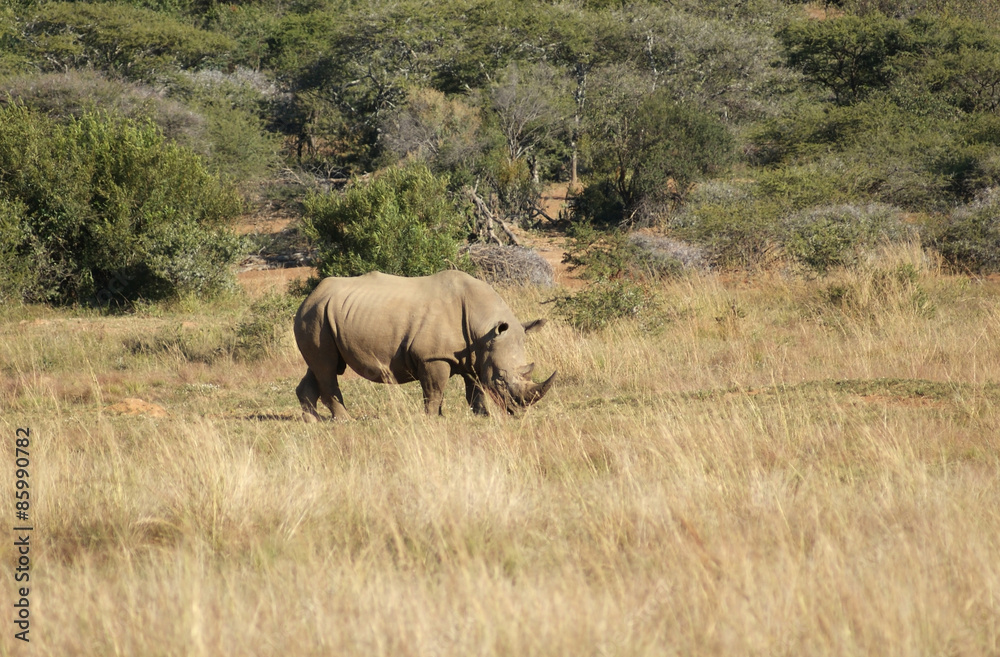 White rhinoceros