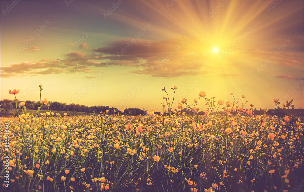 Naklejka premium The boundless field and blooming colorful yellow flowers.