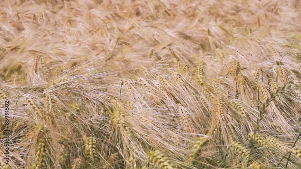 Weizenfeld im Wind
