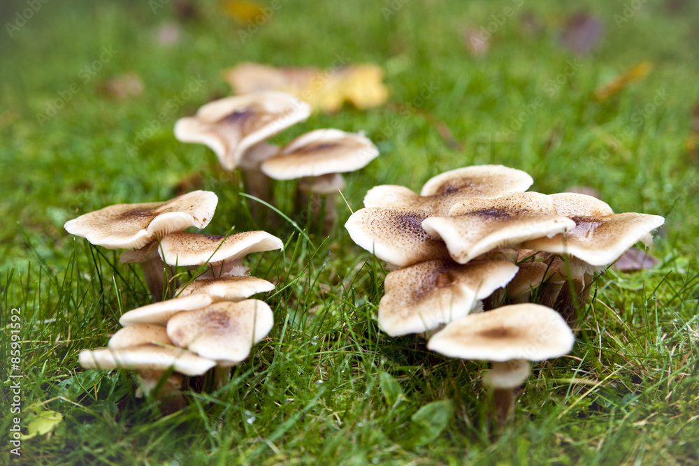 Fototapeta premium Wiesenpilze im Herbst