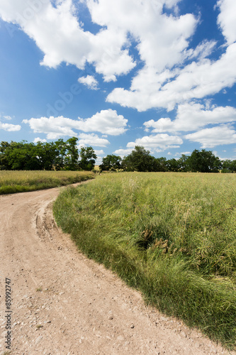 Summer landscape with dirt road. Blue sky with white clouds
