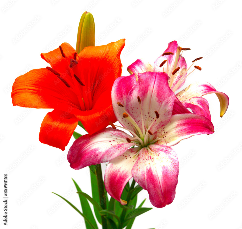 Two flower lily orange and pink-white Two flower lily orange and pink-white