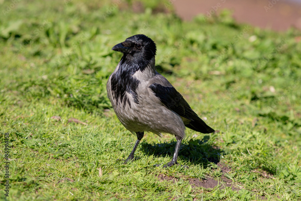 Fototapeta premium Portrait of a crow